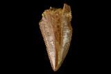 Serrated, Raptor Tooth - Real Dinosaur Tooth #152483-1